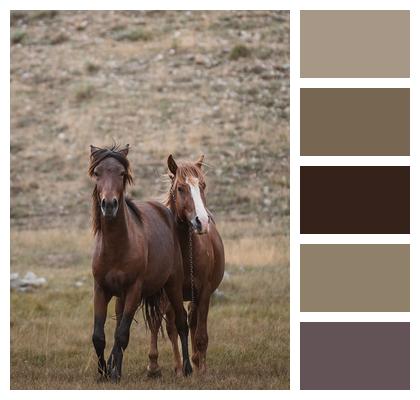 Equine Friendship Chestnut Horses Pasture Life Image